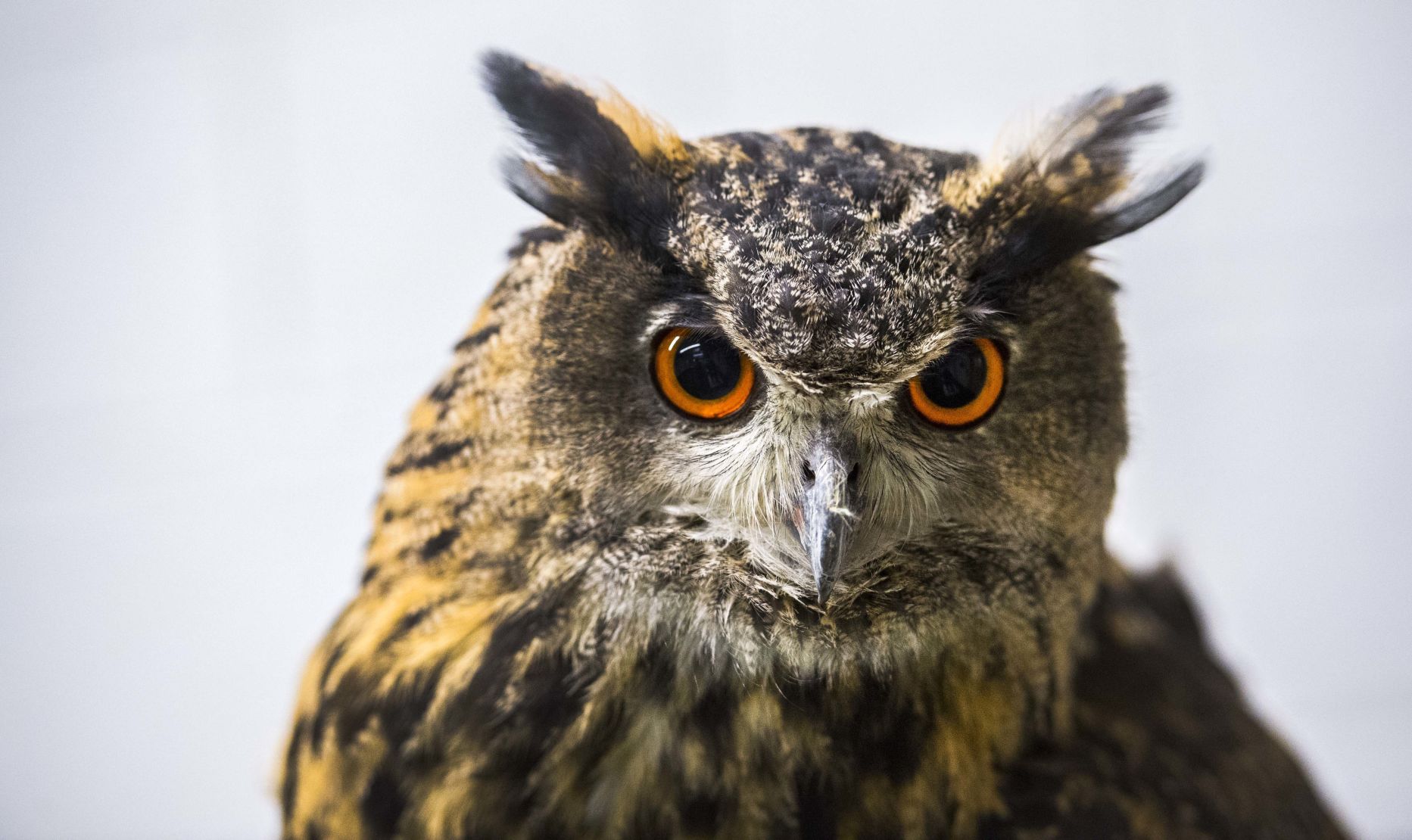 falconry
